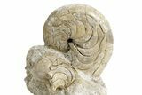 Fossil Nautilus (Aturia) - Boujdour, Morocco #359372-1